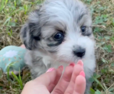 Aussiechon Puppies For Sale Lone Star Pups